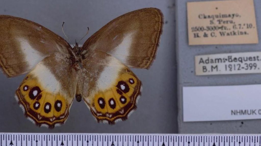 mariposa saurona